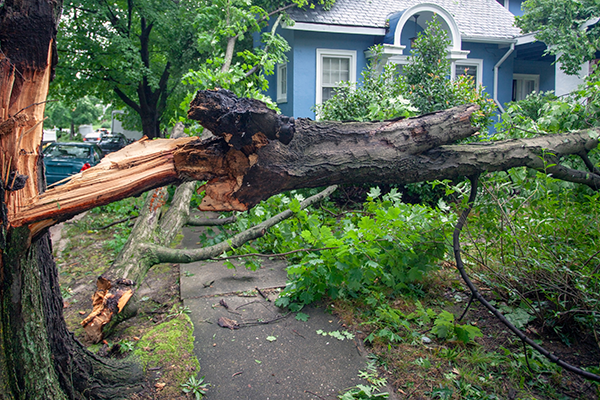 Storm damage with fallen tree across driveway